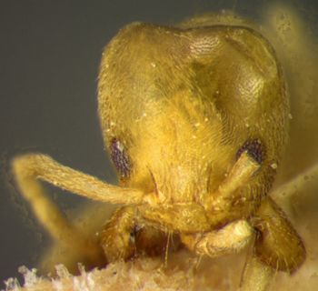 Media type: image; Entomology 26285   Aspect: head frontal view